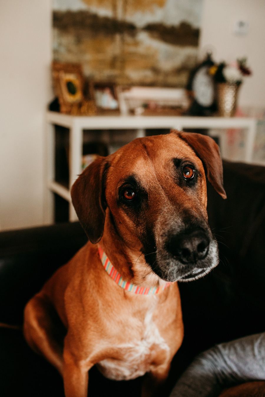 A dog, looking at the camera with a tilted head